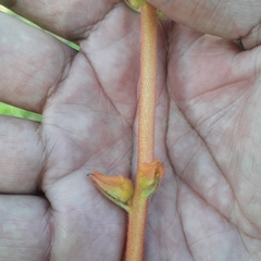 Sinningia allagophylla