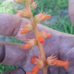 Sinningia allagophylla