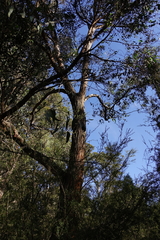 Eucalyptus globoidea