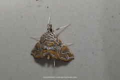 Paracymoriza vagalis