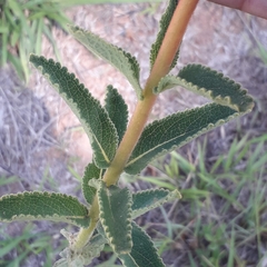 Sinningia allagophylla