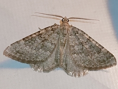 Coenotephria ablutaria