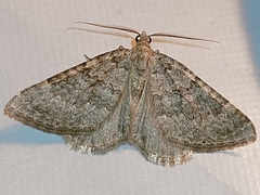 Coenotephria ablutaria