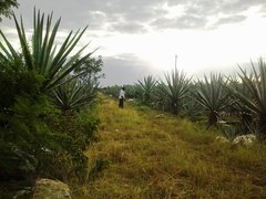 Agave fourcroydes
