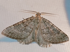 Coenotephria ablutaria