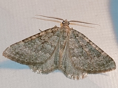 Coenotephria ablutaria