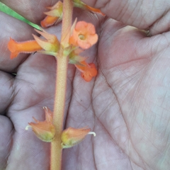 Sinningia allagophylla