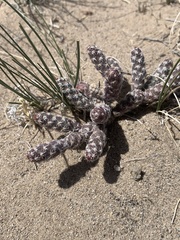 Micropuntia pulchella