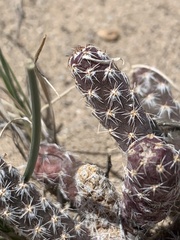 Micropuntia pulchella