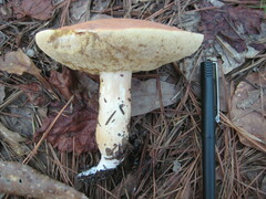 Xanthoconium stramineum