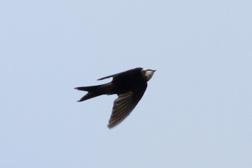 White-headed Sawwing