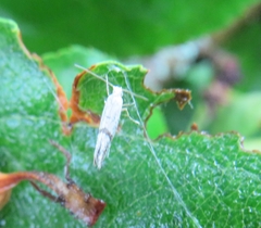 Argyresthia curvella