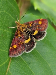 Pyrausta aurata