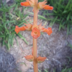 Sinningia allagophylla