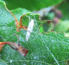 Argyresthia curvella