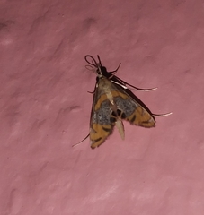 Nymphicula