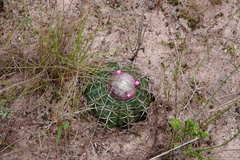Melocactus paucispinus