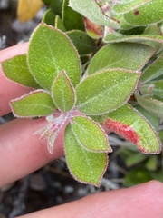 Arctostaphylos pumila