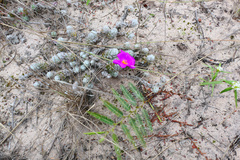 Portulaca werdermannii