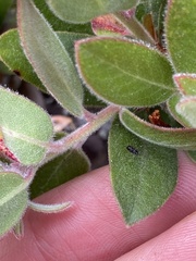 Arctostaphylos pumila