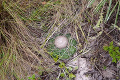 Melocactus paucispinus