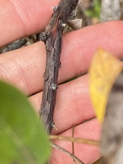 Arctostaphylos pumila