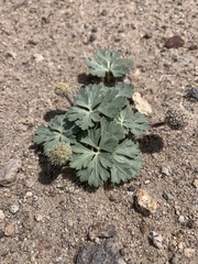 Cymopterus ripleyi