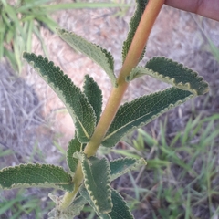 Sinningia allagophylla