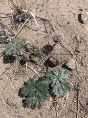 Cymopterus ripleyi