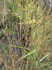Panicum antidotale