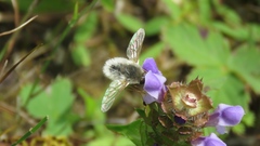 Systoechus candidulus