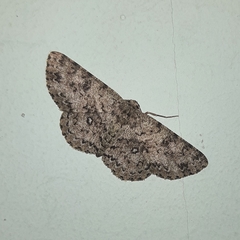 Ophthalmitis caritaria