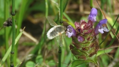 Systoechus candidulus