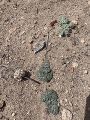 Cymopterus globosus