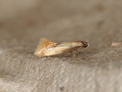 Batia lunaris