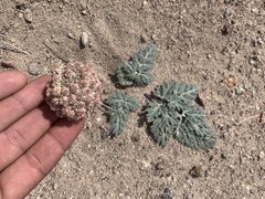Cymopterus globosus