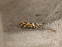 Argyresthia goedartella