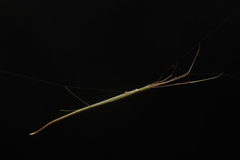 Ariamnes cylindrogaster