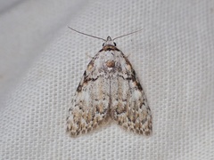 Meganola strigula
