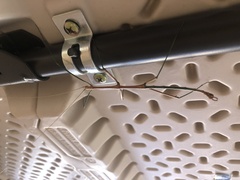 Diapheromera femorata