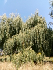 Salix × sepulcralis
