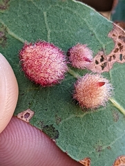 Andricus crystallinus