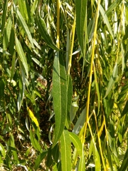 Salix × sepulcralis