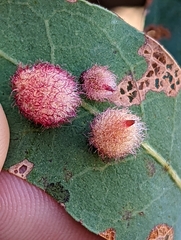 Andricus crystallinus