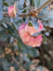 Andricus crystallinus