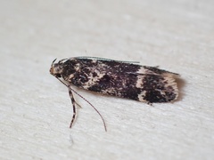 Klimeschiopsis kiningerella