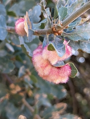 Andricus crystallinus
