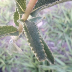 Sinningia allagophylla