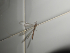 Neuroleon arenarius