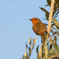Erithacus rubecula